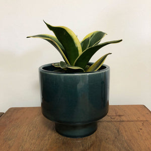 Kaya Shorty Ceramic Planter by Justina Blakeney®
