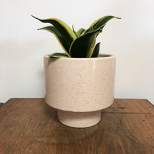 Load image into Gallery viewer, Kaya Shorty Ceramic Planter by Justina Blakeney®
